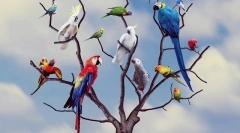 Câți ani trăiesc papagali în natură și acasă